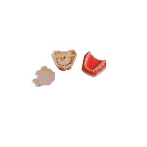 Emulational standard teeth model-Teeth Models