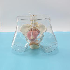 Transparent Female Urethral Catheterization model