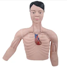 PICC Tube Intervention Training Model