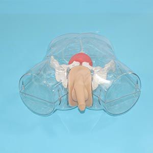 Transparent Male Urethral Catheterization model