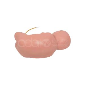 Infant Lumbar Puncture Model