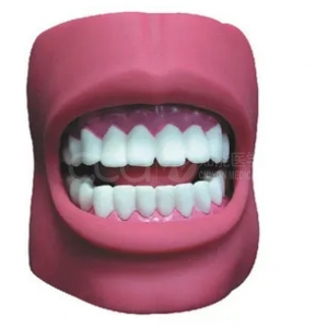 Dental Care Care Model (with Cheeks) (Natural Large)