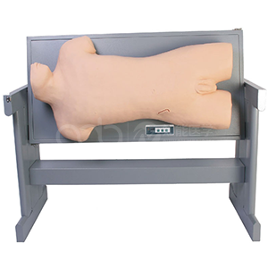 Comprehensive Centesis and Percussion Examination Skills Training Manikin