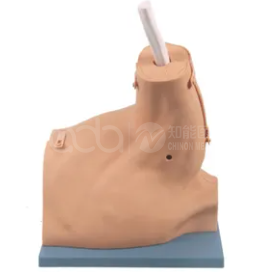 Shoulder Arthroscopy Model
