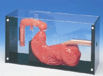 Gastroscope and ERCP Examination Model