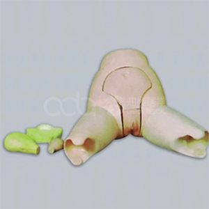 Advanced uterine floor examination evaluation model