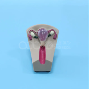 Female intrauterine contraception and training model