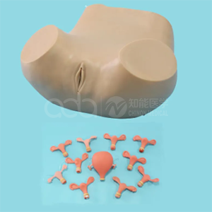 Advanced gynecological examination model
