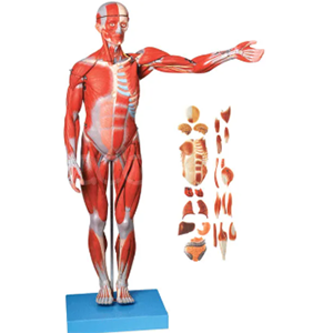 Full body muscle anatomy with internal organs model (170cm)