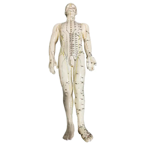 Male body acupuncture model (50CM)