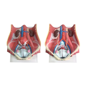 bisexual urinary system model