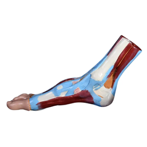 Foot Anatomical Model