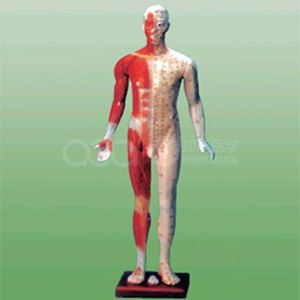 Fourteen meridian model(84CM)