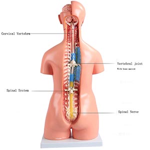 Torso anatomy model
