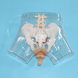 <a href=''><span style='color:#2f82c5; display:inline; font-weight:bold;'>Transparent male catheterization model</span></a>