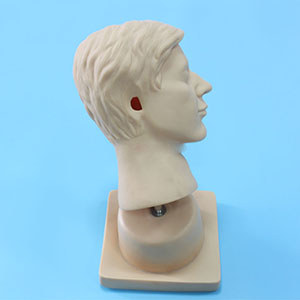 <a href=''><span style='color:#2f82c5; display:inline; font-weight:bold;'>Advanced ear examination model</span></a>