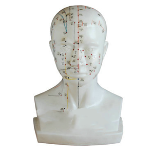 <a href=''><span style='color:#2f82c5; display:inline; font-weight:bold;'>Head acupuncture model</span></a>