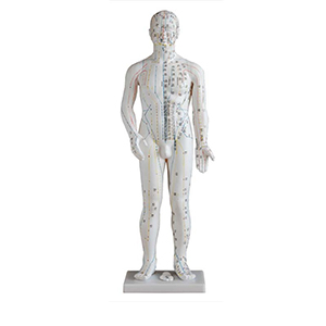 <a href=''><span style='color:#2f82c5; display:inline; font-weight:bold;'>Male acupuncture pattern</span></a>