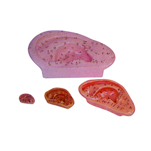 BIX-Y1015-1016-1017-1018 Ear acupuncture model