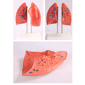 organ anatomy model