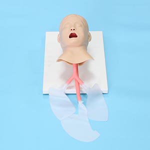 <a href=''><span style='color:#2f82c5; display:inline; font-weight:bold;'>Tracheal Intubation model for children</span></a>