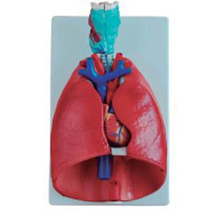 <a href=''><span style='color:#2f82c5; display:inline; font-weight:bold;'>Laryngeal cardiopulmonary model</span></a>